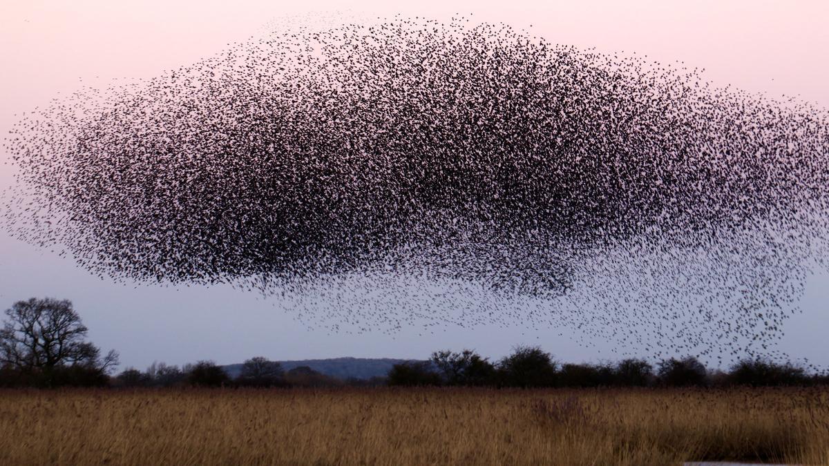 Aves migratorias en pleno vuelo.
