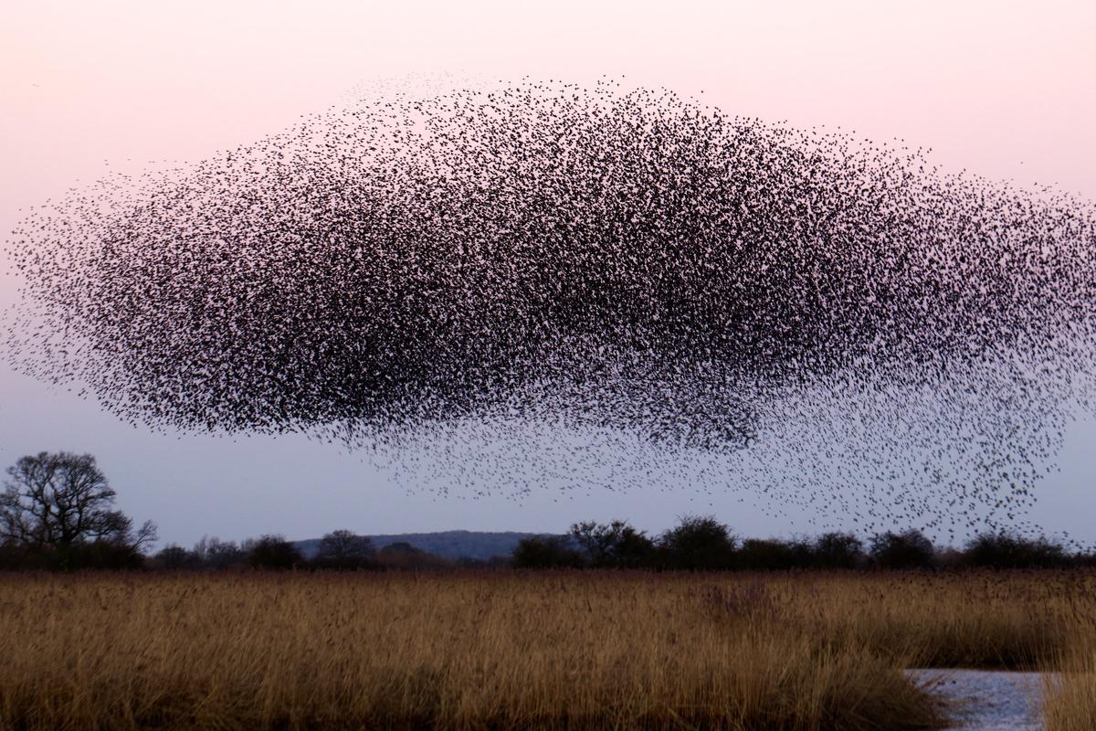 Aves migratorias en pleno vuelo.