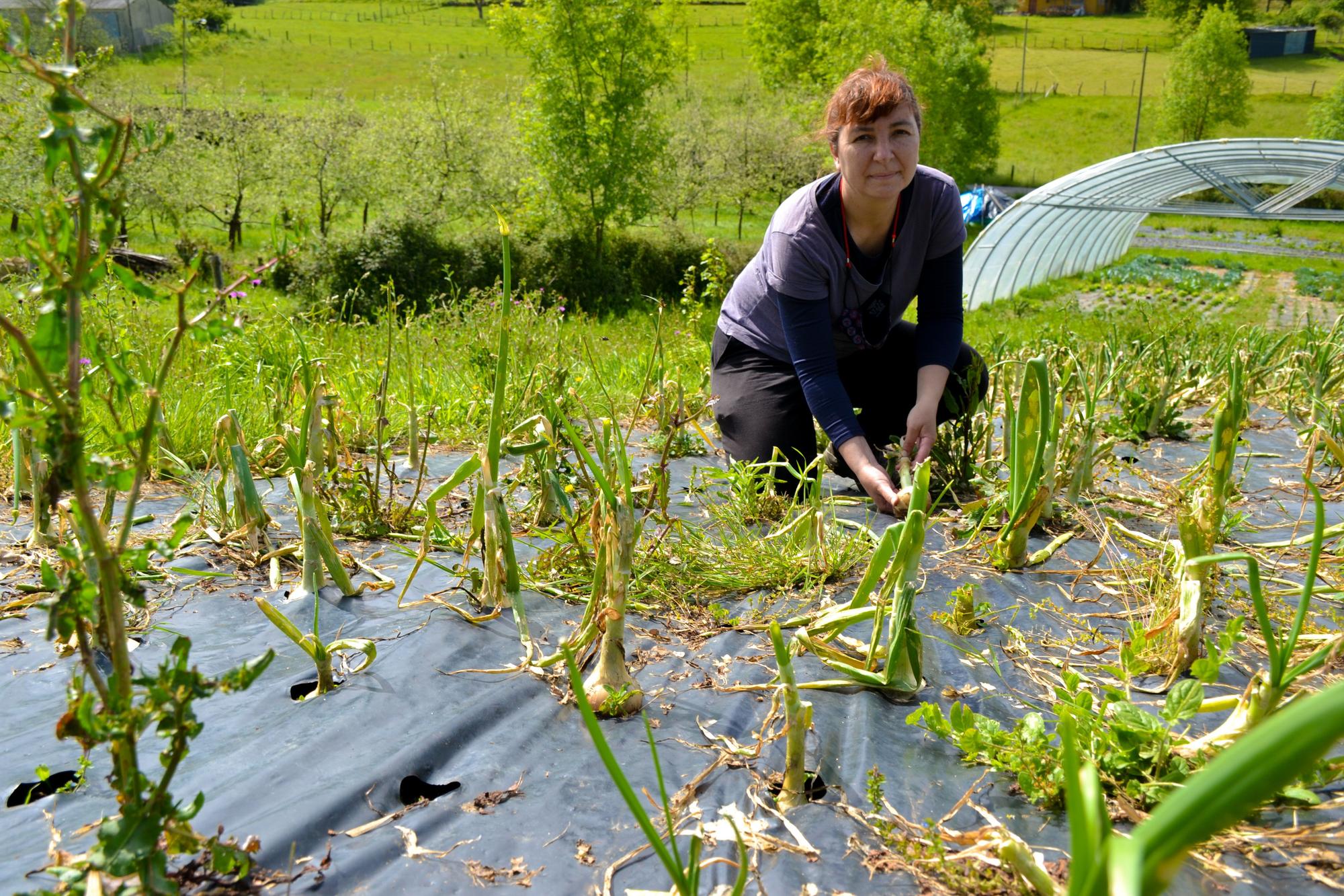 Dolores Arranz muestra lo que quedó de la cebolla plantada tras los destrozos causados por el granizo.