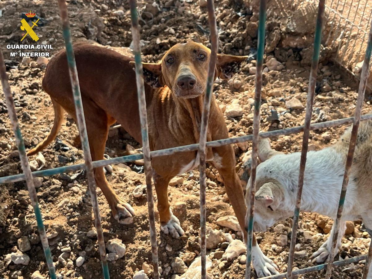 Rescatan en Antigua a tres perros en estado crítico: el SEPRONA investiga un posible delito de maltrato animal