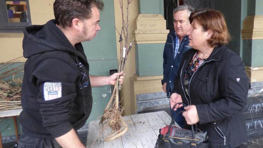 Tineo, un huerto de frutales