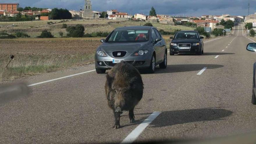 La presencia de jabalíes en la carretera de Carrascal aumenta el riesgo de accidentes