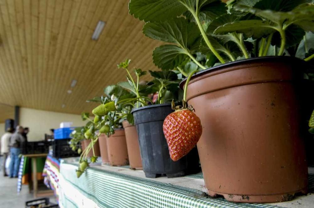 Mercado de berros a 1 euro en Ingenio