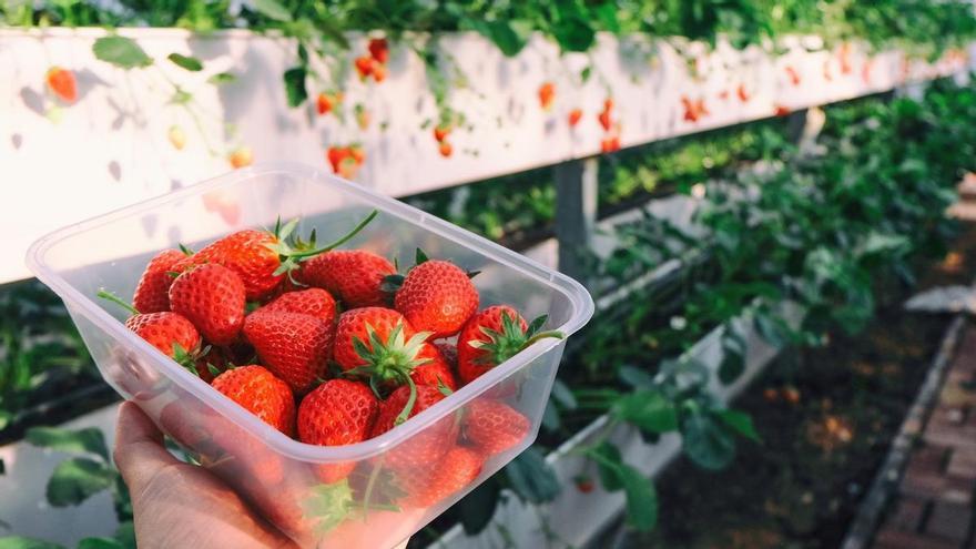 Agricultores denuncian la segunda detección de hepatitis A en fresas de Marruecos en nueve días