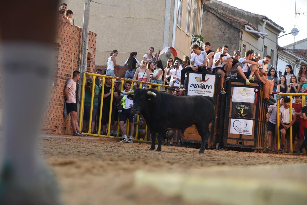 La fiesta taurina de Villanueva de Azoague, en imágenes La fiesta taurina de Villanueva de Azoague, en imágenes