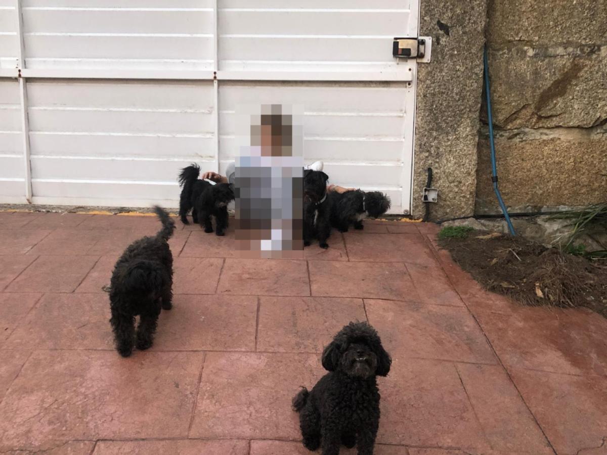 Quina, junto al resto de perros familiares en una imagen de archivo aportada por la familia para corroborar su propiedad