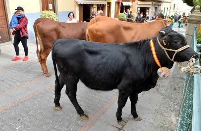 SAN SEBASTIÁN AGÜIMES PROCESIÓN GANADO