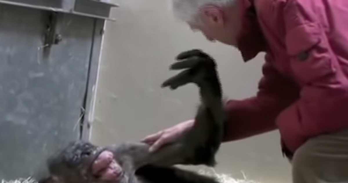 El reencuentro de una chimpancé a punto de morir y su cuidador.