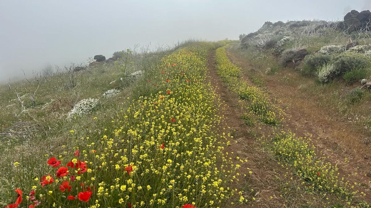 Ruta por la cumbre de Gran Canaria en mayo de 2026.