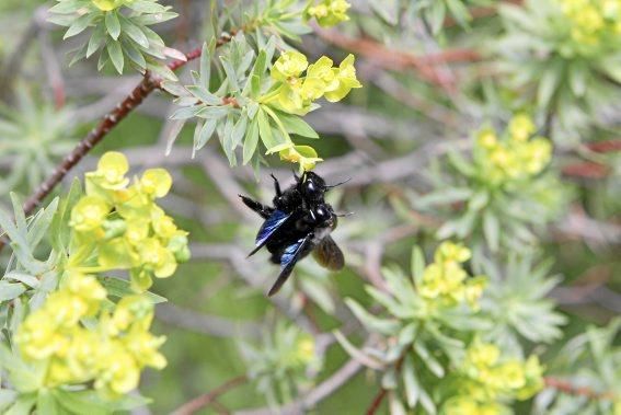 In Ariant blühen die mediterranen Pflanzen um die Wette. In dem von Heidi Gildemeister entworfenen Garten wird vieles den Launen der Natur und dem Zufall überlassen. Aber nicht alles.