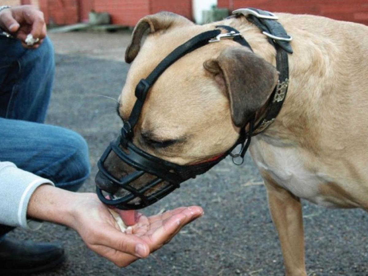 Un perro con bozal