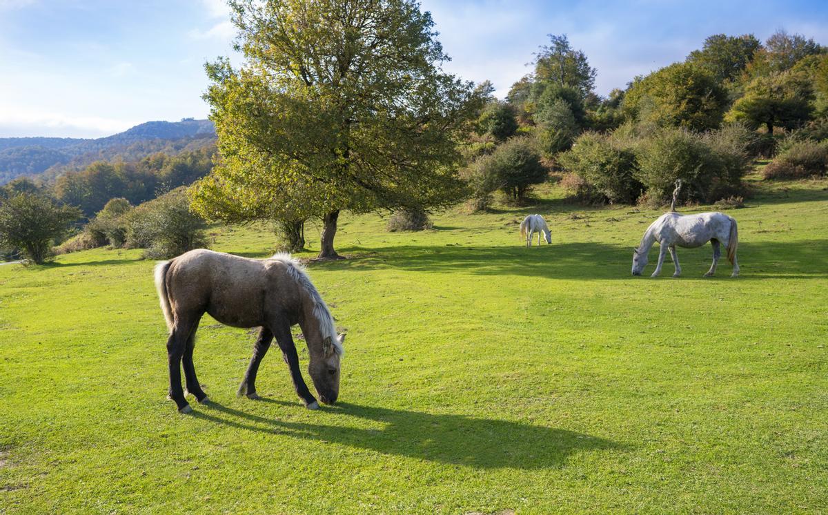Caballos pastando en la pradera de Selva de Irati
