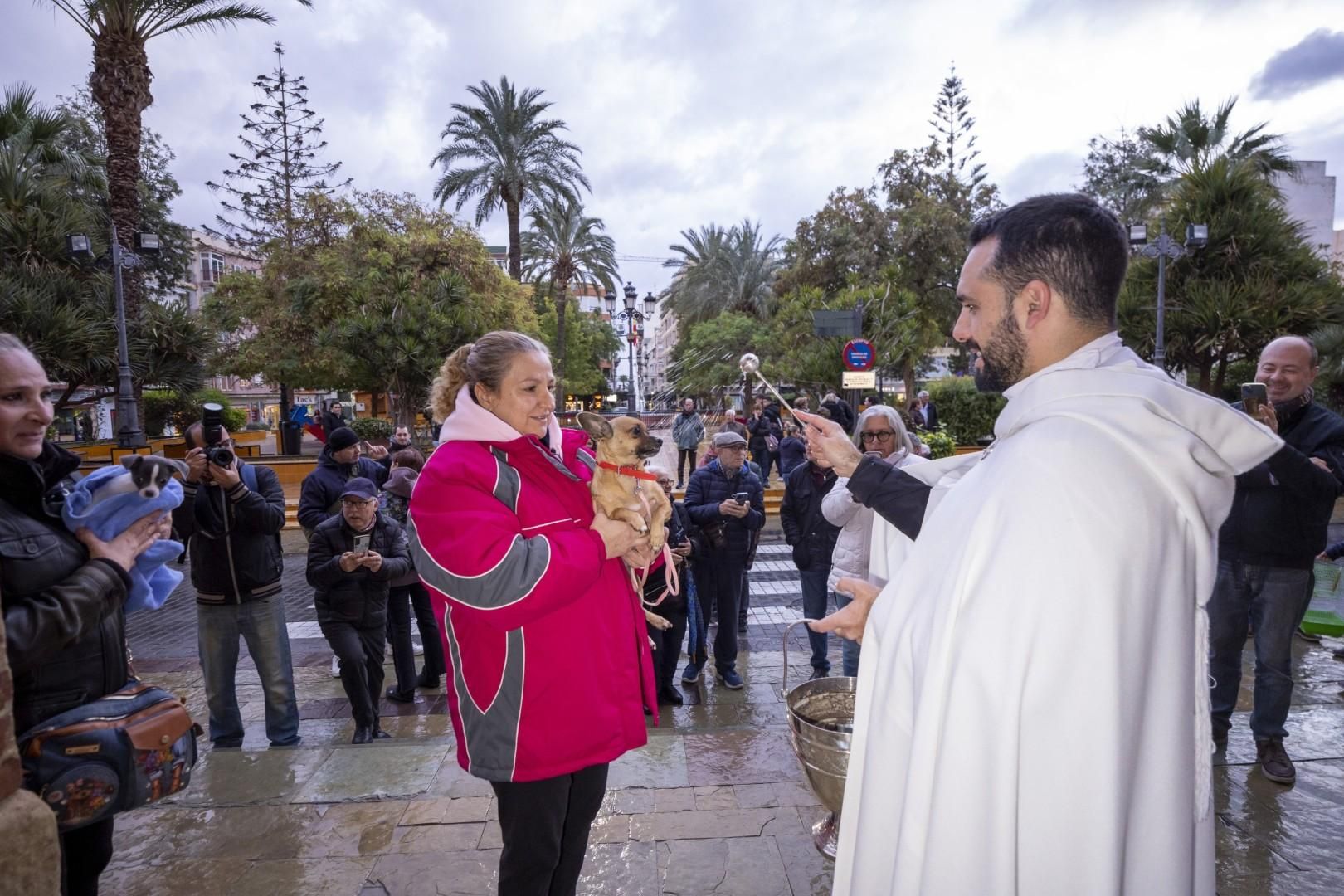 Bendición de animales por San Antón bajo una lluvia invernal en Torrevieja