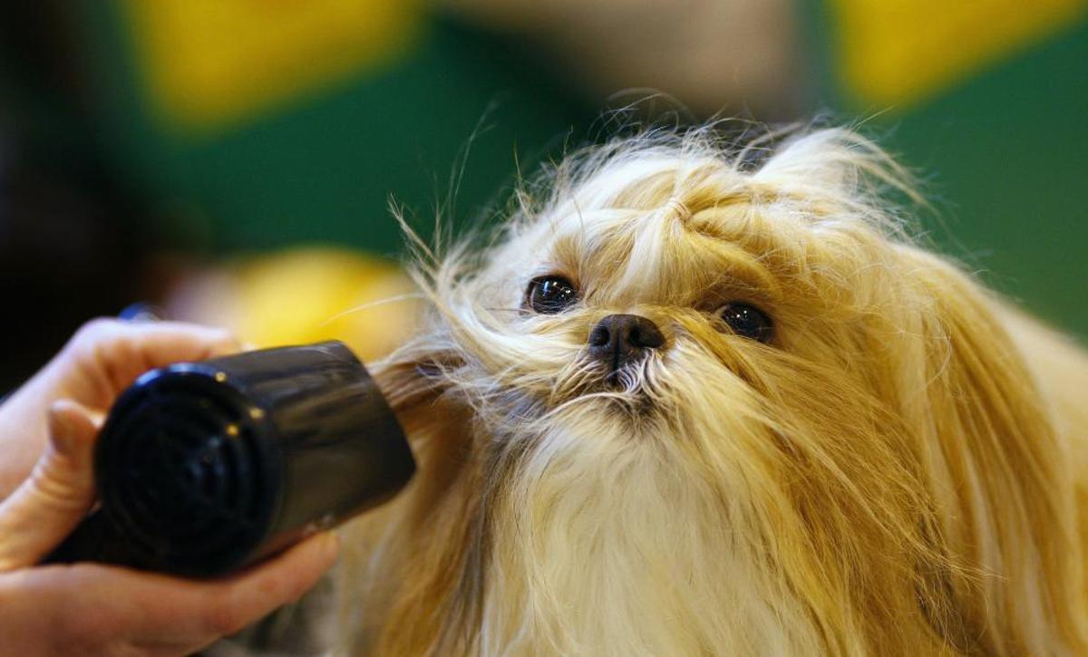 Crufts 2019: L'exhibició de gossos més gran del món