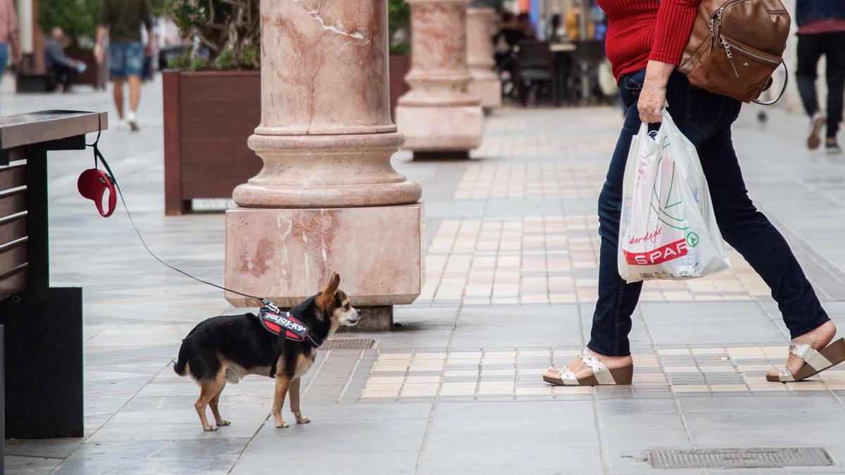 Un perro espera a sus dueños atado en un banco.