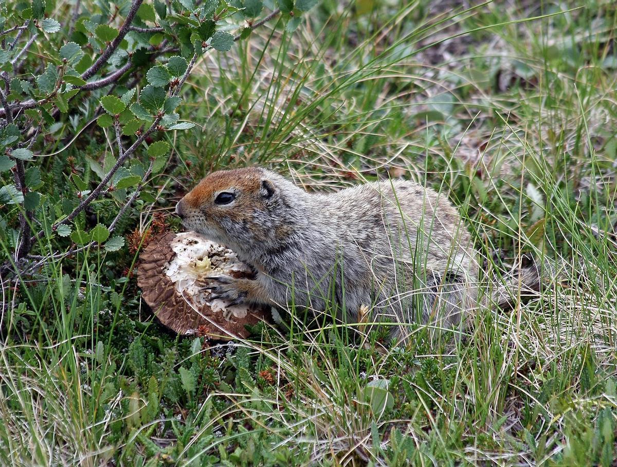 Una ardilla terrestre del Ártico come una nuez.