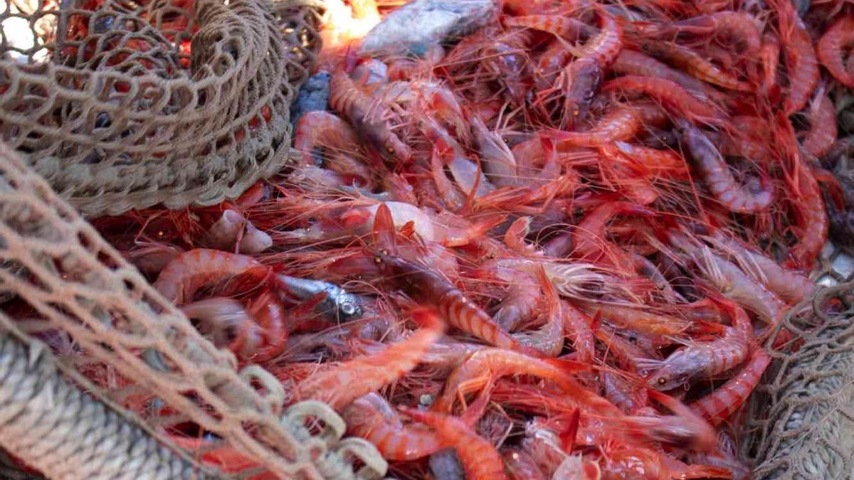 Gamba vermella de Palamós