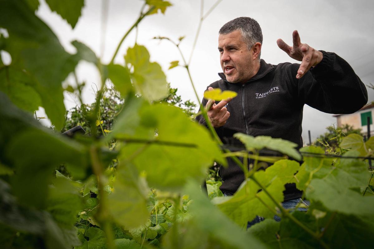 La técnica del cordón trenzado en bodegas Tajinaste, La Orotava