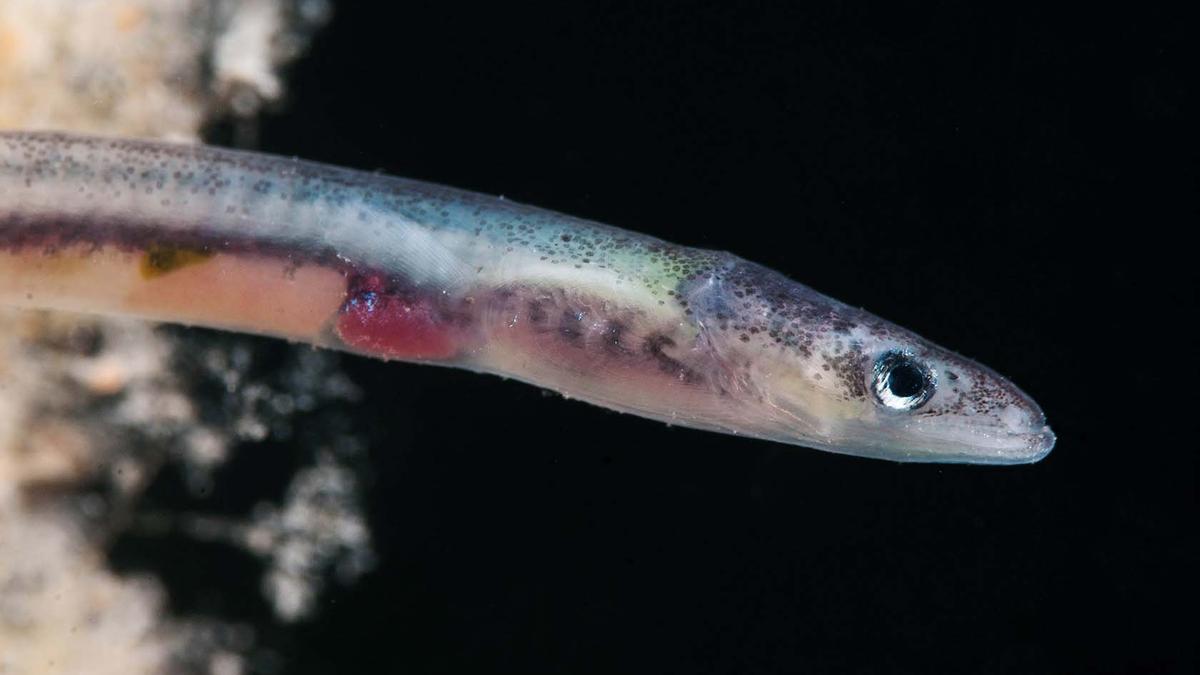 Anguila europea fotografiada en el Mar Menor