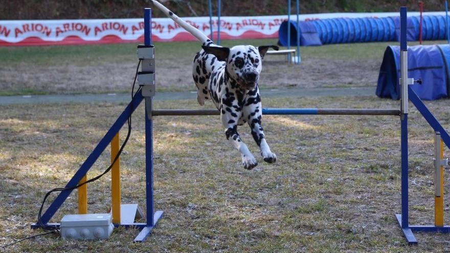 Un perro en plena competición de agility.