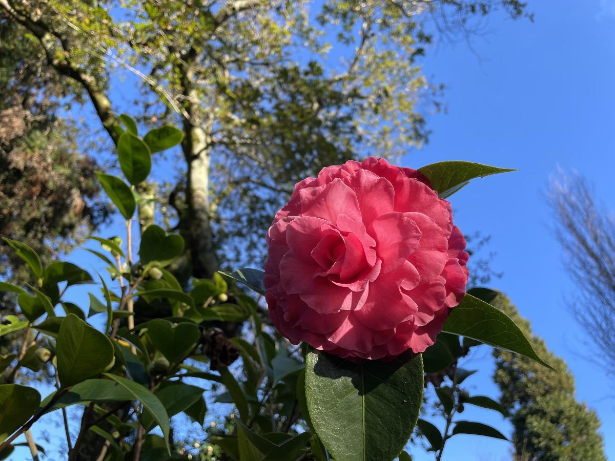 Una de las camelias del Pazo de Rubianes.