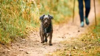 Si tu perro es mayor y da pasos más cortos al caminar, un estudio revela que podría estar relacionado con el deterioro cognitivo