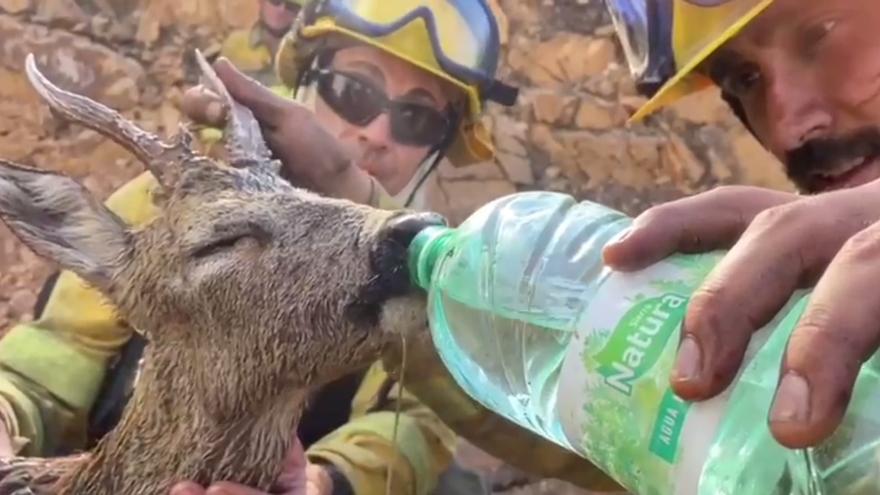 VÍDEO | Los bomberos forestales salvan a un corzo deshidratado tras el incendio en Zamora
