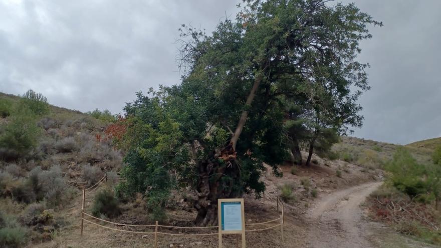 Protegen y señalizan un garrofero y un tary de Zarcilla y Morata en Lorca