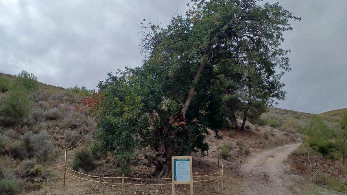 Garrofero de los loberos de once metros de altura, en Zarcilla de Ramos.