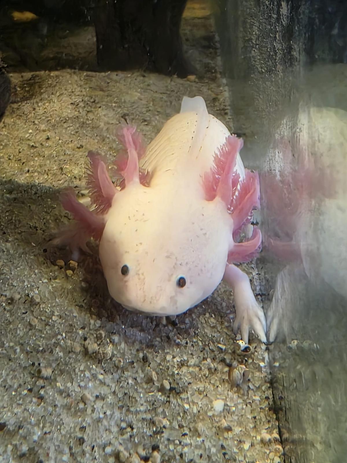 Ejemplar de ajolote blanco, en el Centro de Fauna Exótica de Santa Cruz.