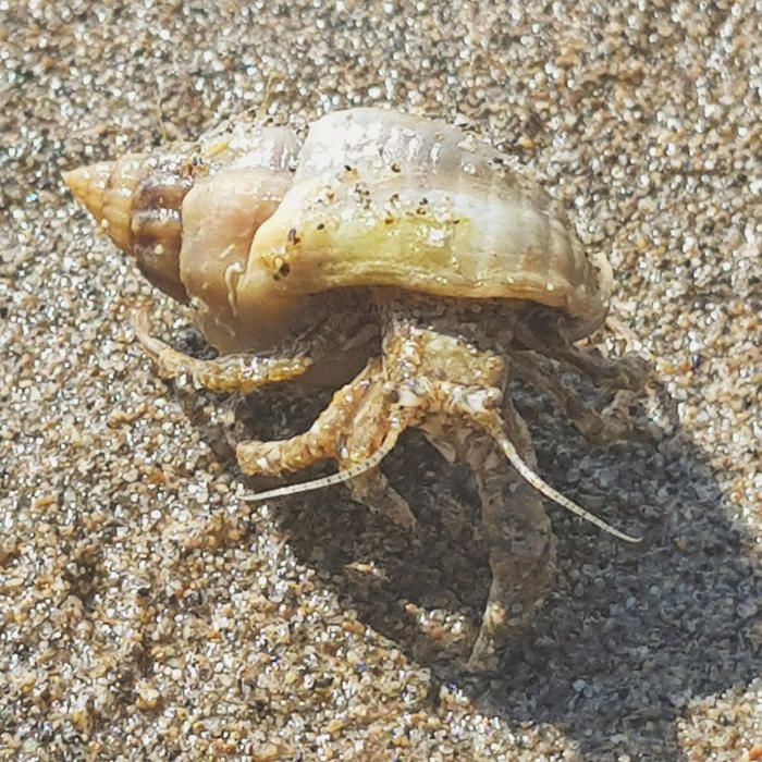 Bernat. La majoria dels bernats ermitans són aquàtics, però alguns poden viure en un medi terrestre humit. Es caracteritzen pel fet que generalment tenen un abdomen tou sense closca.