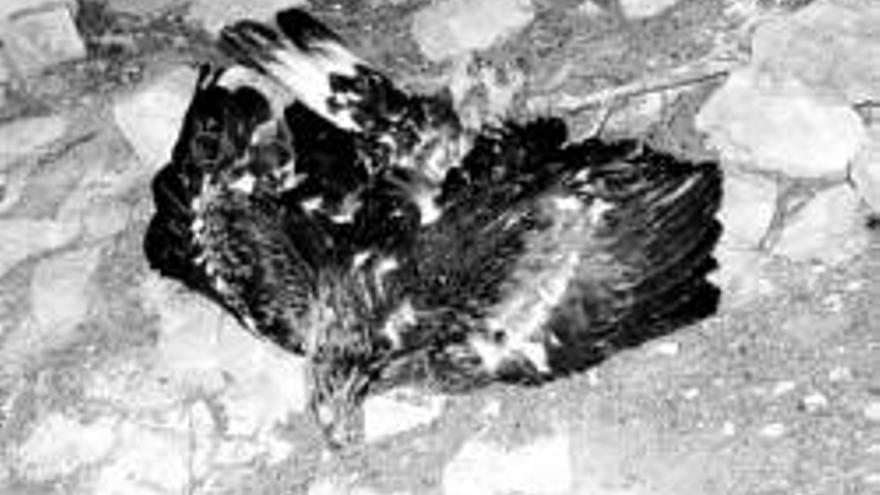 La DGA se personará en el envenenamiento de aves