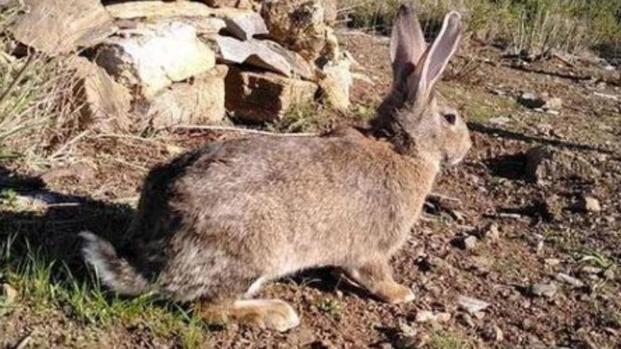 El parc de Cap de Creus reforça la població de conills amb 130 individus