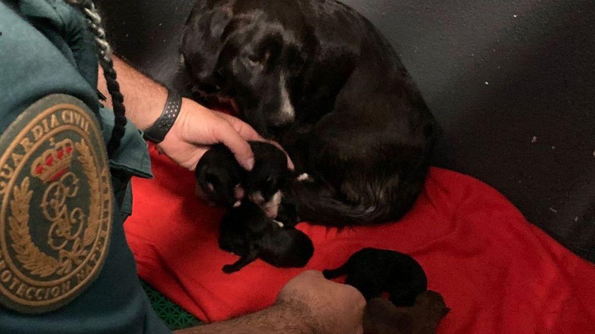 Así amamantan unos cachorros tras ser rescatados de un contenedor en Sanxenxo