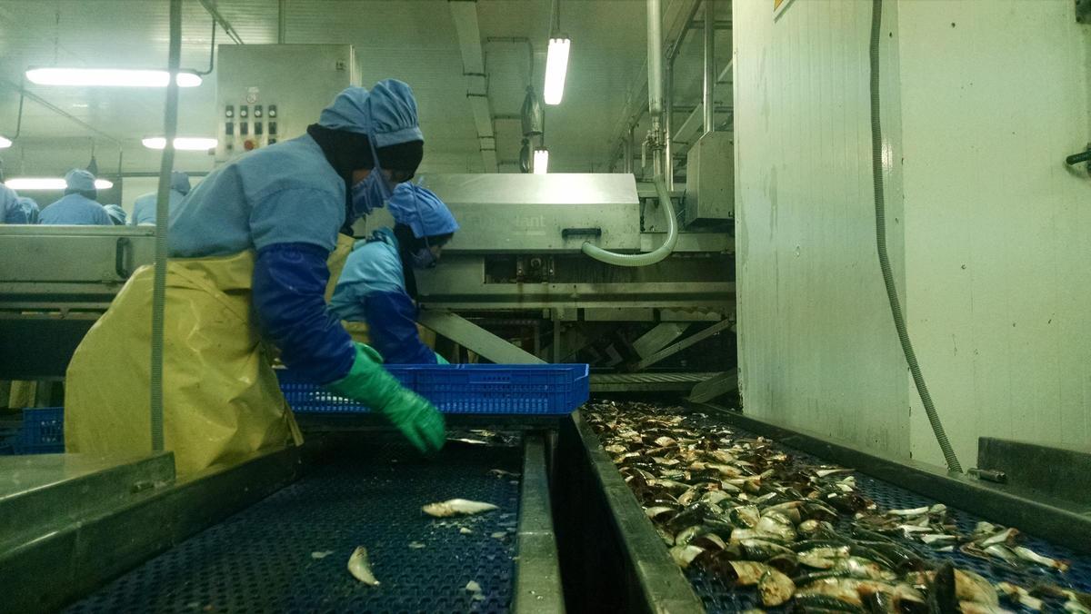 Operarias de una planta consevera de Marruecos trabajan en una línea de sardina.