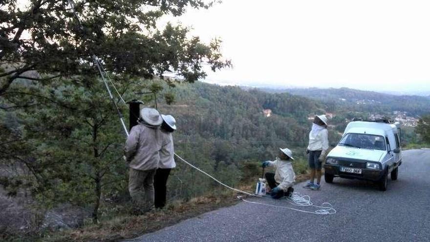 Los voluntarios retiran un nido de avispa velutina. // D.P.