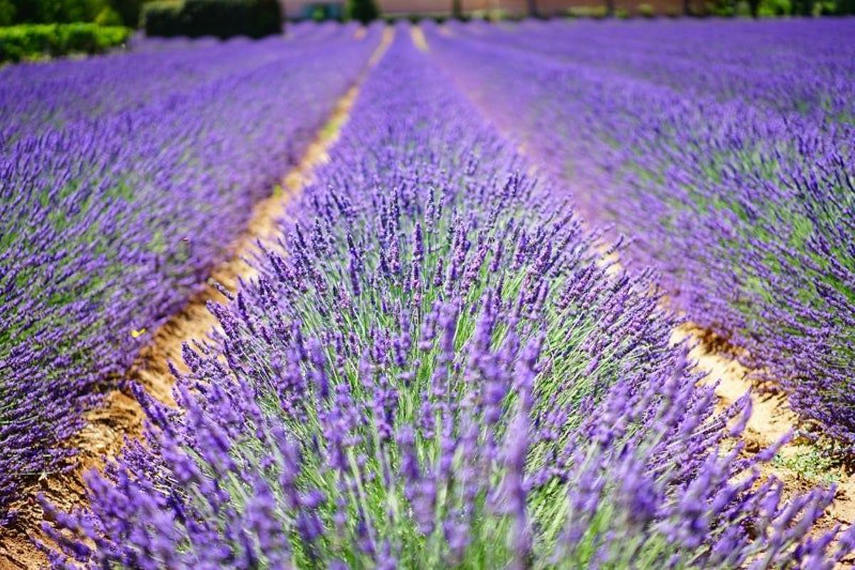 Aroma a lavanda en Francia