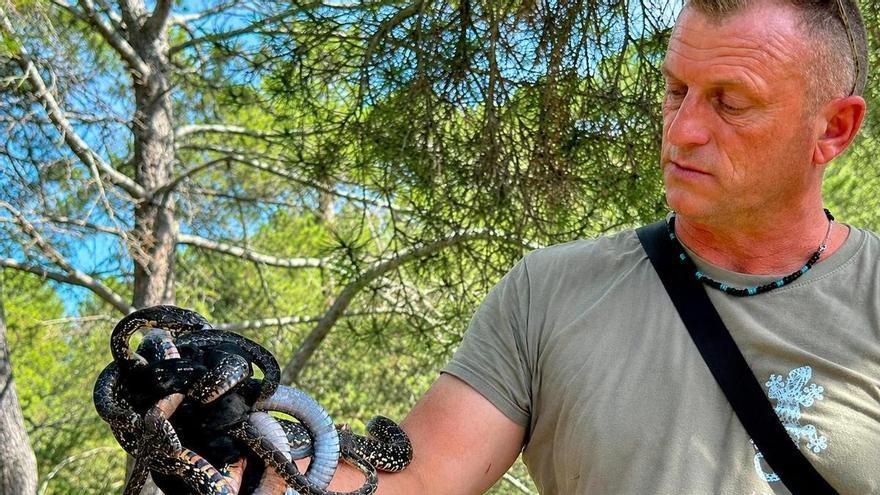 Seis serpientes salen a la vez de una trampa en Ibiza: “Estaban todas intentando escapar”, afirma Dean Gallagher