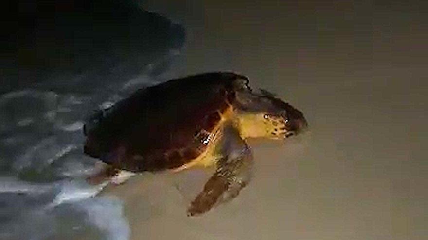 Aparece una tortuga en Cala Domingos
