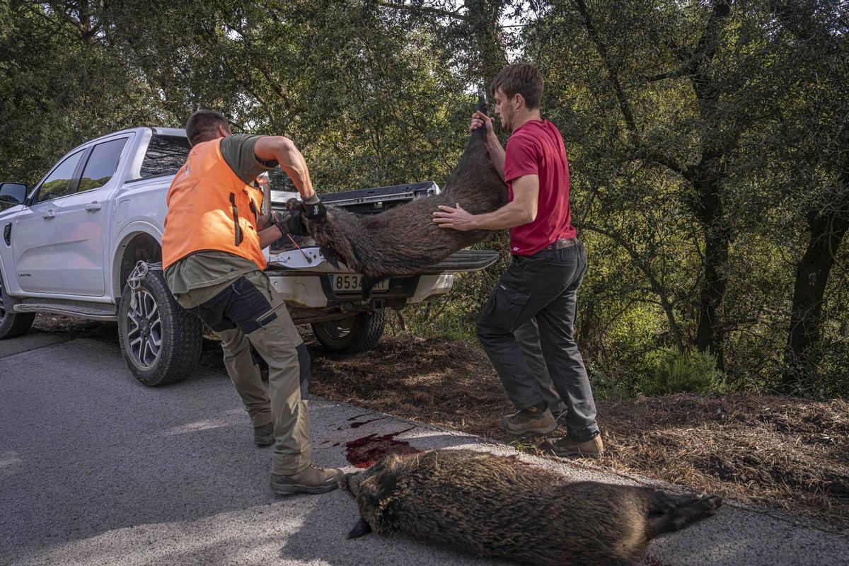Batida de caza de jabalí en un coto privado del Gironès.