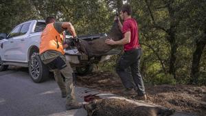 Barcelona, 04/12/2025. Sociedad. Batida de caza de jabalí en un coto privado del Gironès. Peste porcina africana, jabalí, caza, mundo rural, PPA. AUTOR: MANU MITRU