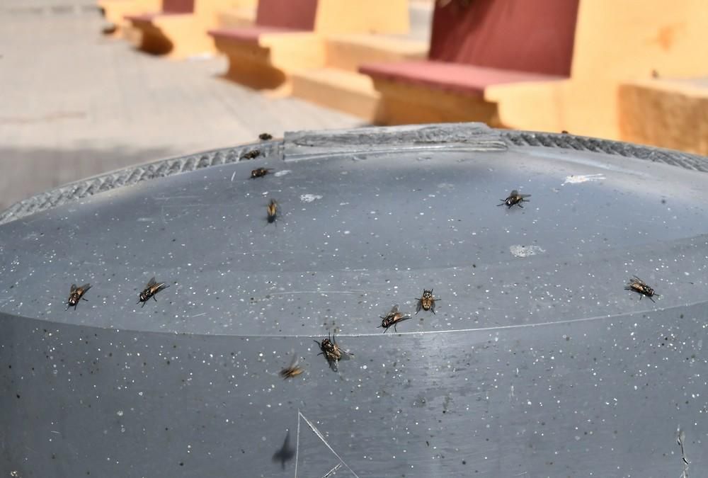 Plaga de moscas en la playa de Melenara.