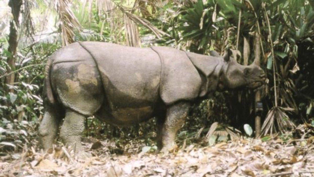 Ejemplar de rinoceronte asiático de Java, en peligro de extinción.