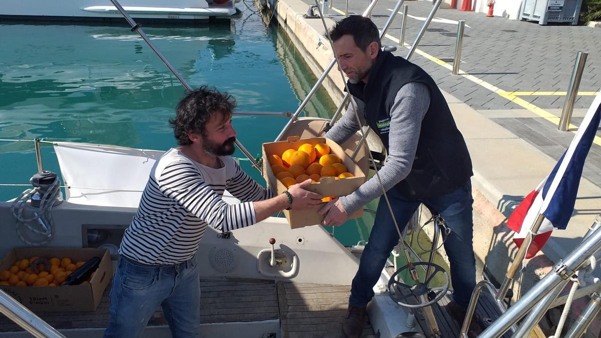 Momento de la carga de las naranjas a la bodega del velero francés, este domingo en el puerto de Alcúdia.