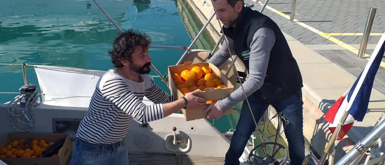 Momento de la carga de las naranjas a la bodega del velero francés, este domingo en el puerto de Alcúdia.