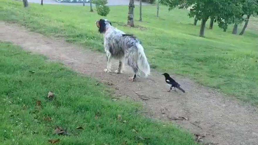 Una urraca se encapricha con un perro en el parque de Eirís