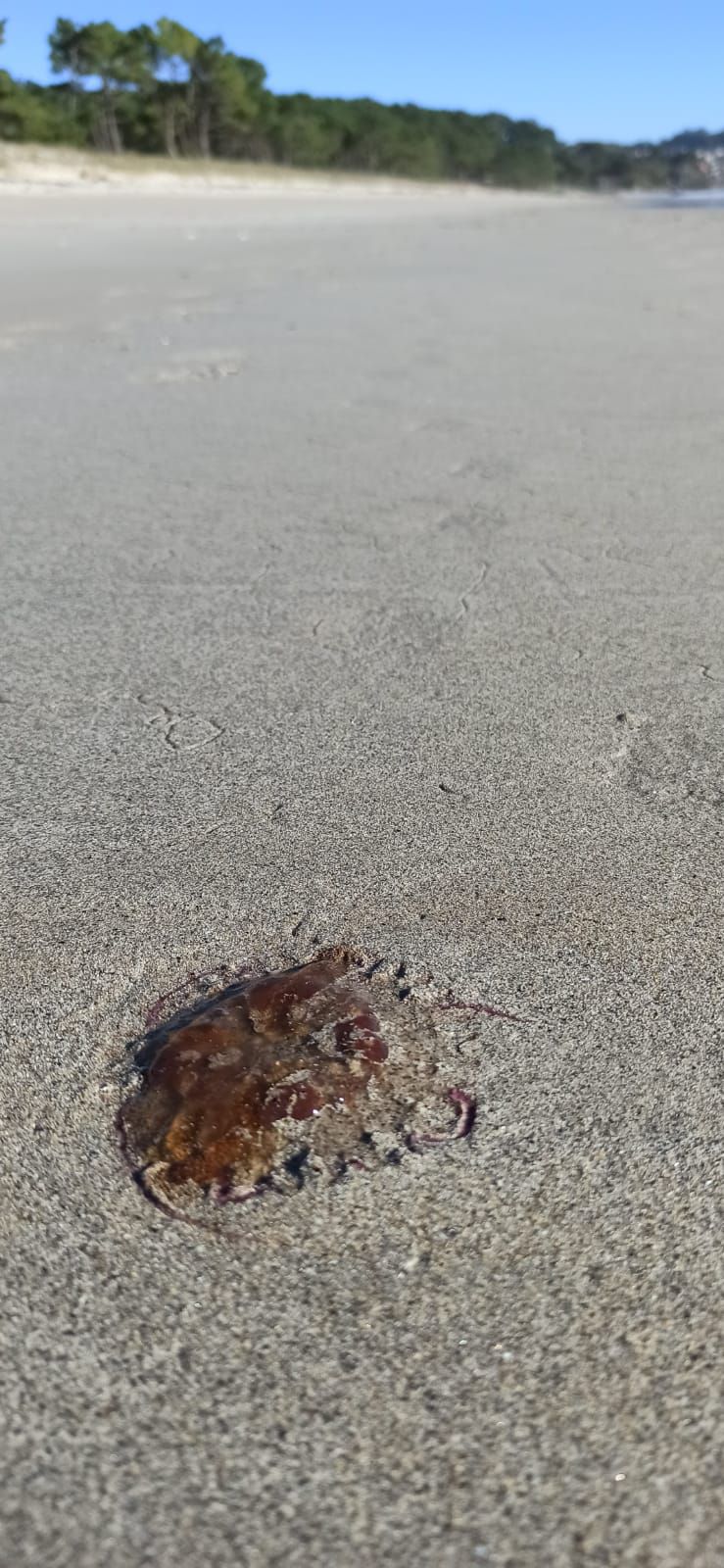 La playa de Barra, hogar de decenas de medusas