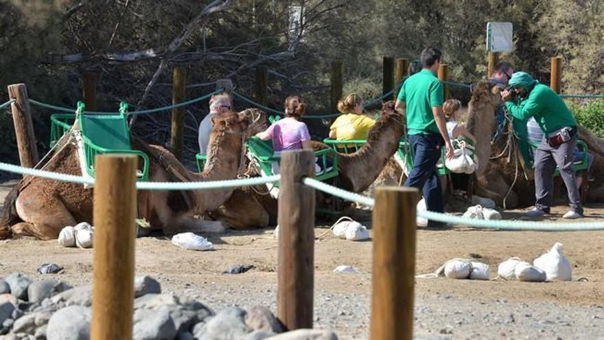 Camellos en la zona de las Dunas de Maspalomas