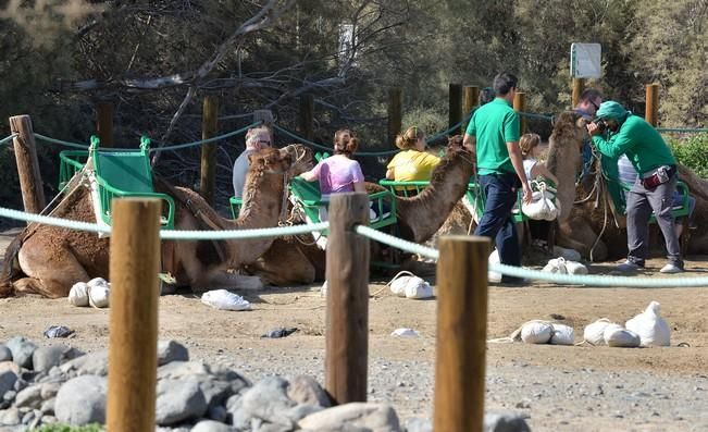 CAMELLOS DUNAS MASPALOMAS