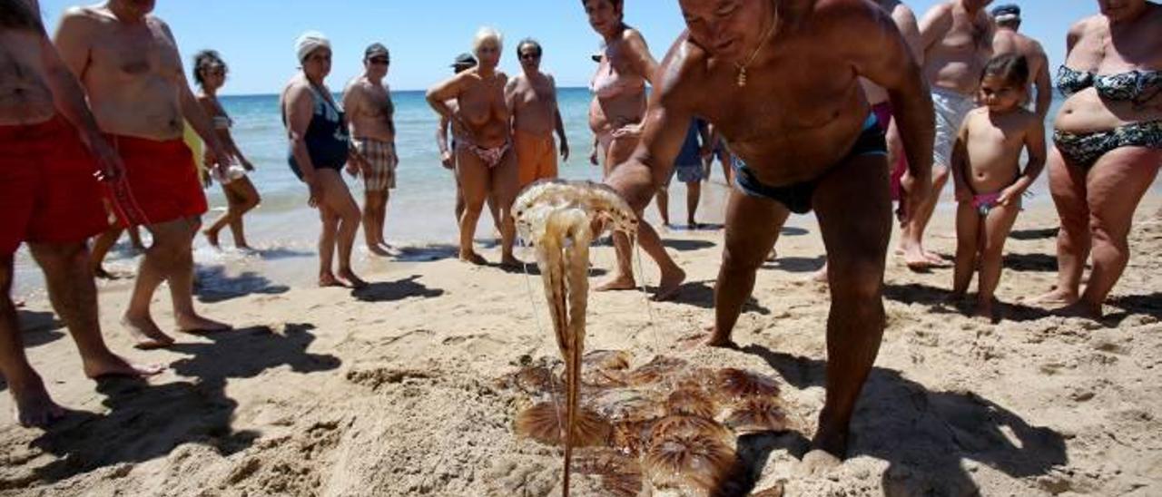 Benidorm proyecta desarrollar un programa pionero para detectar la llegada de medusas